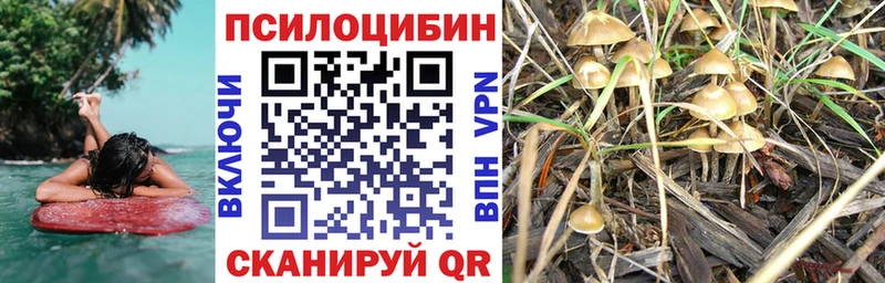 Купить где  Суворов  Галлюциногенные грибы Psilocybine cubensis 